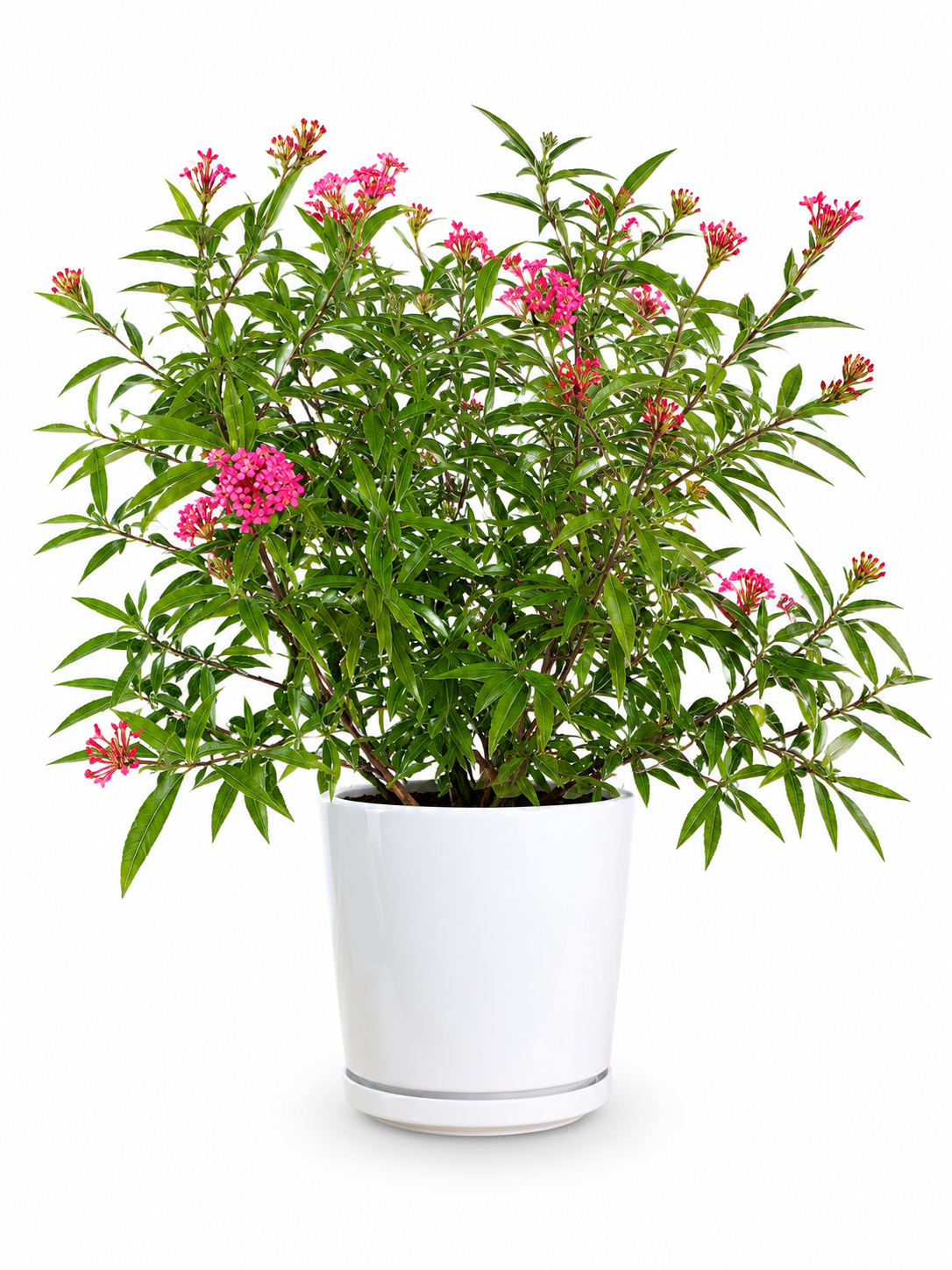 Panama Rose (Arachnothryx leucophylla)