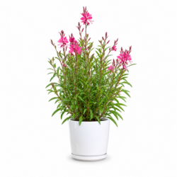 Pink Picotee Butterfly Flower