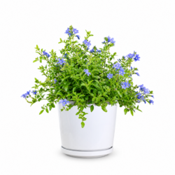 Plumbago Auriculata (Cape Plumbago)