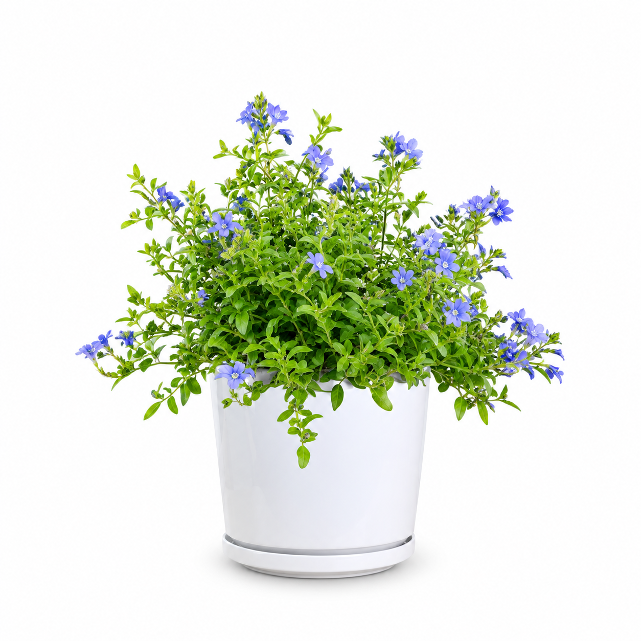 Plumbago Auriculata (Cape Plumbago)