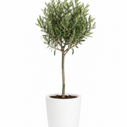 Arbequina Olive Tree