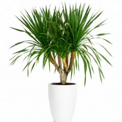 Dragon Tree (Multi-Trunk)