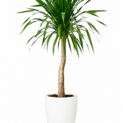 Dragon Tree (Single Trunk)