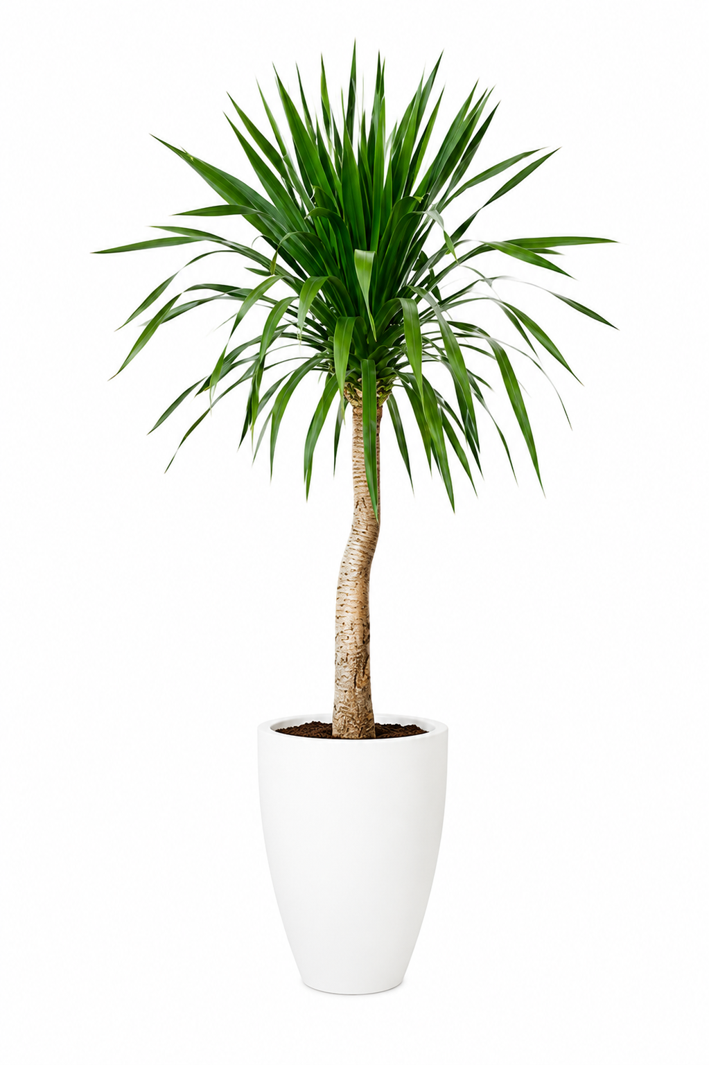 Dragon Tree (Single Trunk)