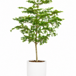 Ivory Coast Almond Tree