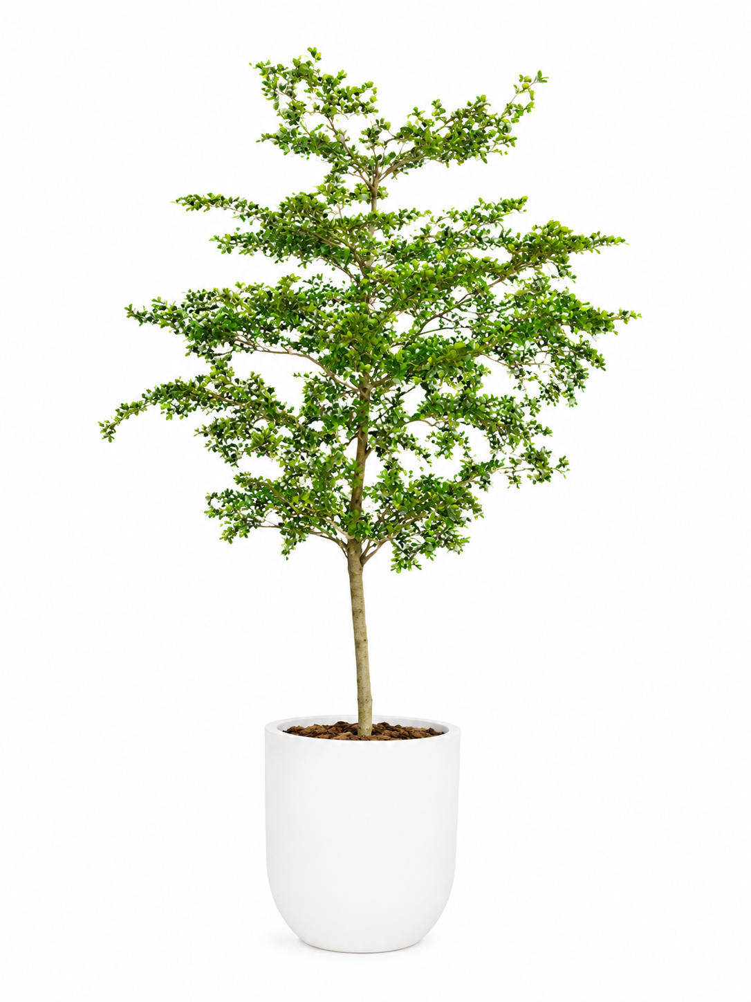Ivory Coast Almond Tree
