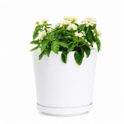 West Indian Lantana (White)