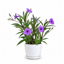 Ruellia Purple Showers (Mexican Petunia)