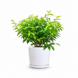 Star Jasmine