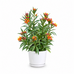 Tropical Milkweed