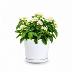 West Indian Lantana (White)