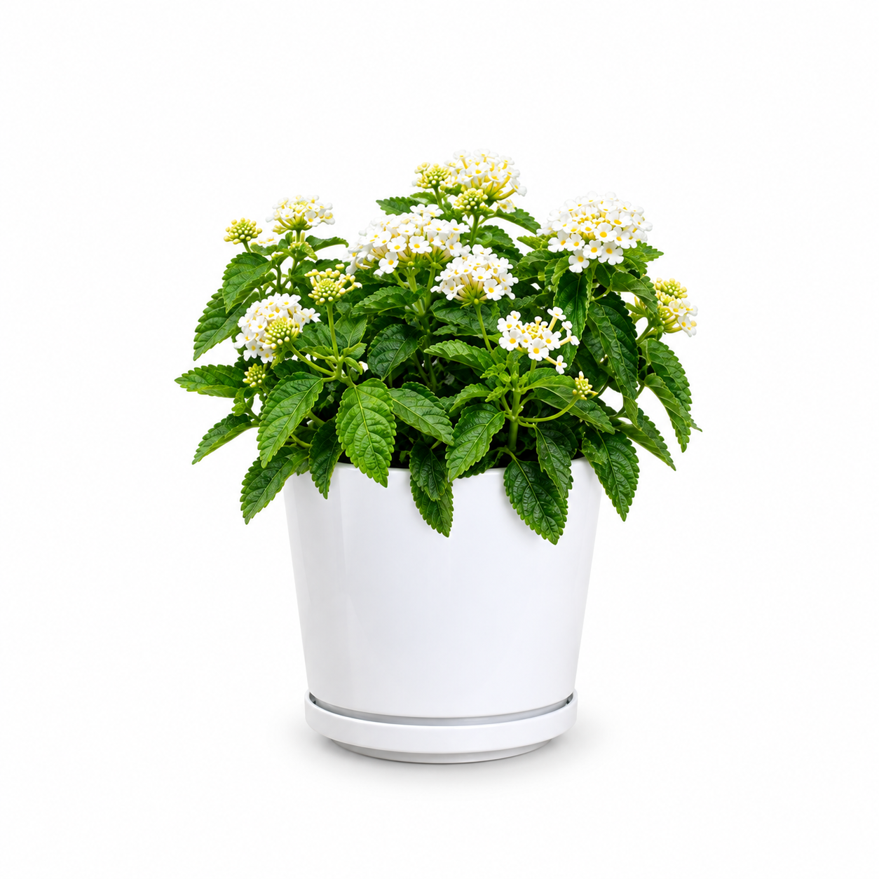 West Indian Lantana (White)