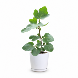 Ficus Racemosa