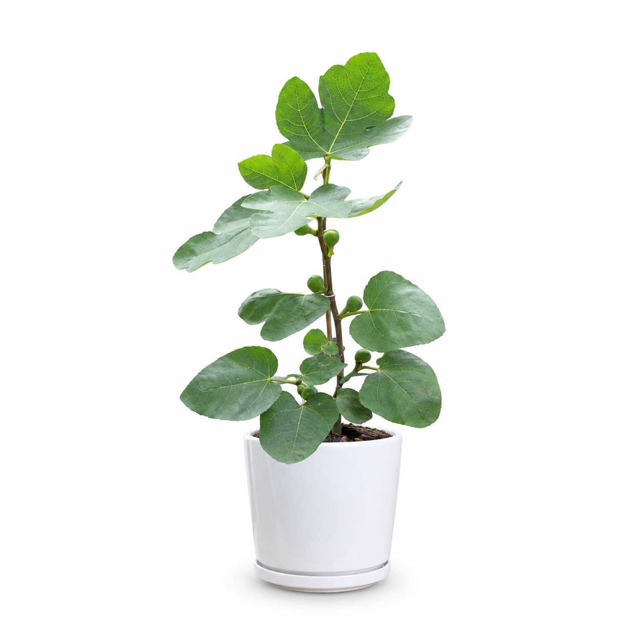 Ficus Racemosa