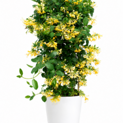 Japanese Honeysuckle