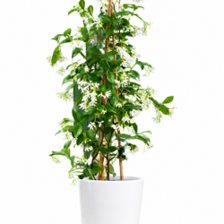 Japanese Clematis