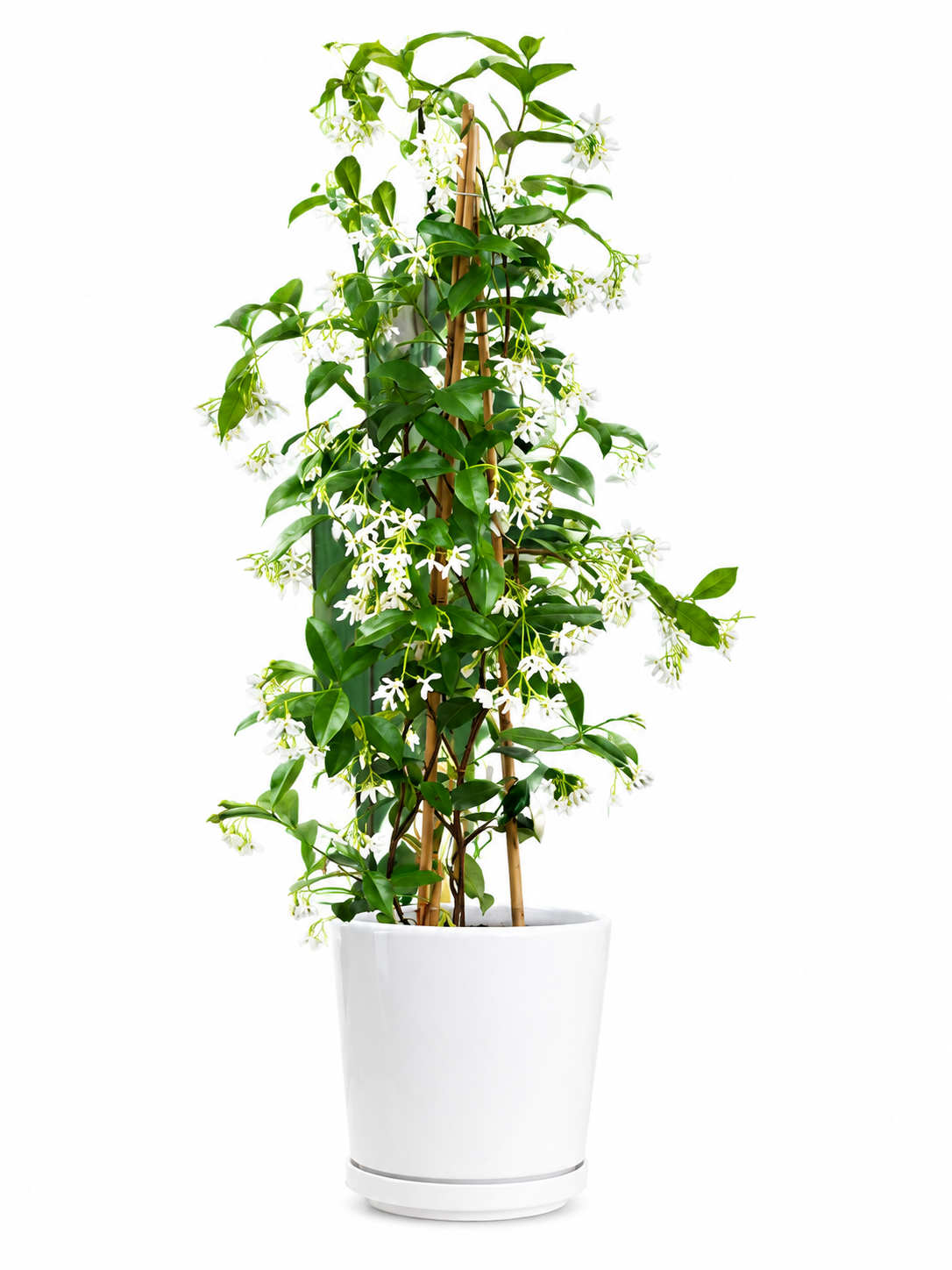 Japanese Clematis