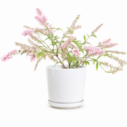 Butterfly Bush (Pink)