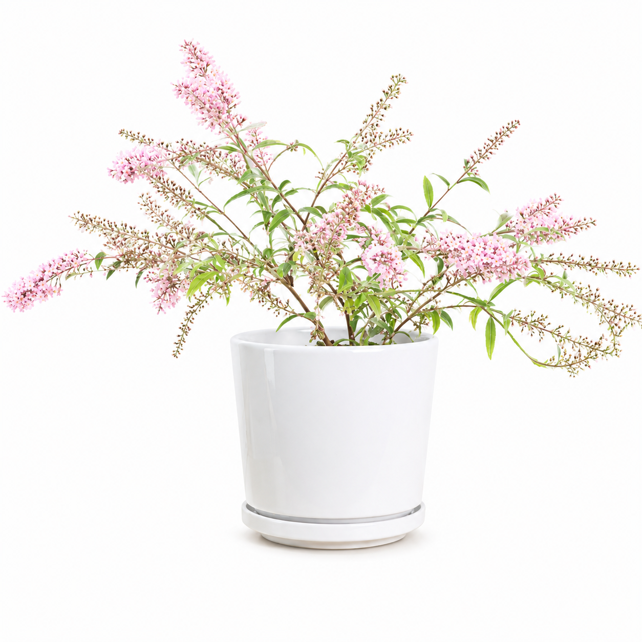 Butterfly Bush (Pink)