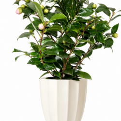 Camellia japonica (Pink)