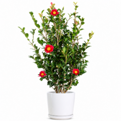 Camellia japonica (Red)