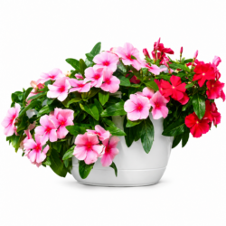 Catharanthus Roseus