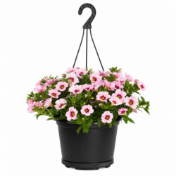 Petunia (Pink)