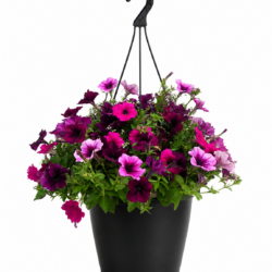 Petunia (Purple)