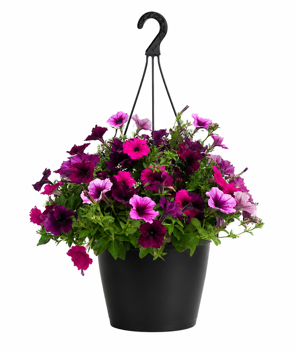 Petunia (Purple)