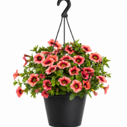 Petunia (Red)