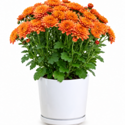 Chrysanthemum Indicum (Orange)