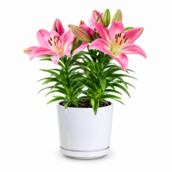 Easter Lily (Pink)