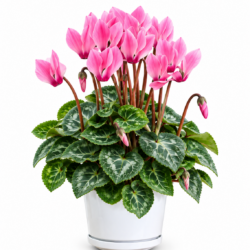 Entreprises Marsolais Assorted Cyclamen