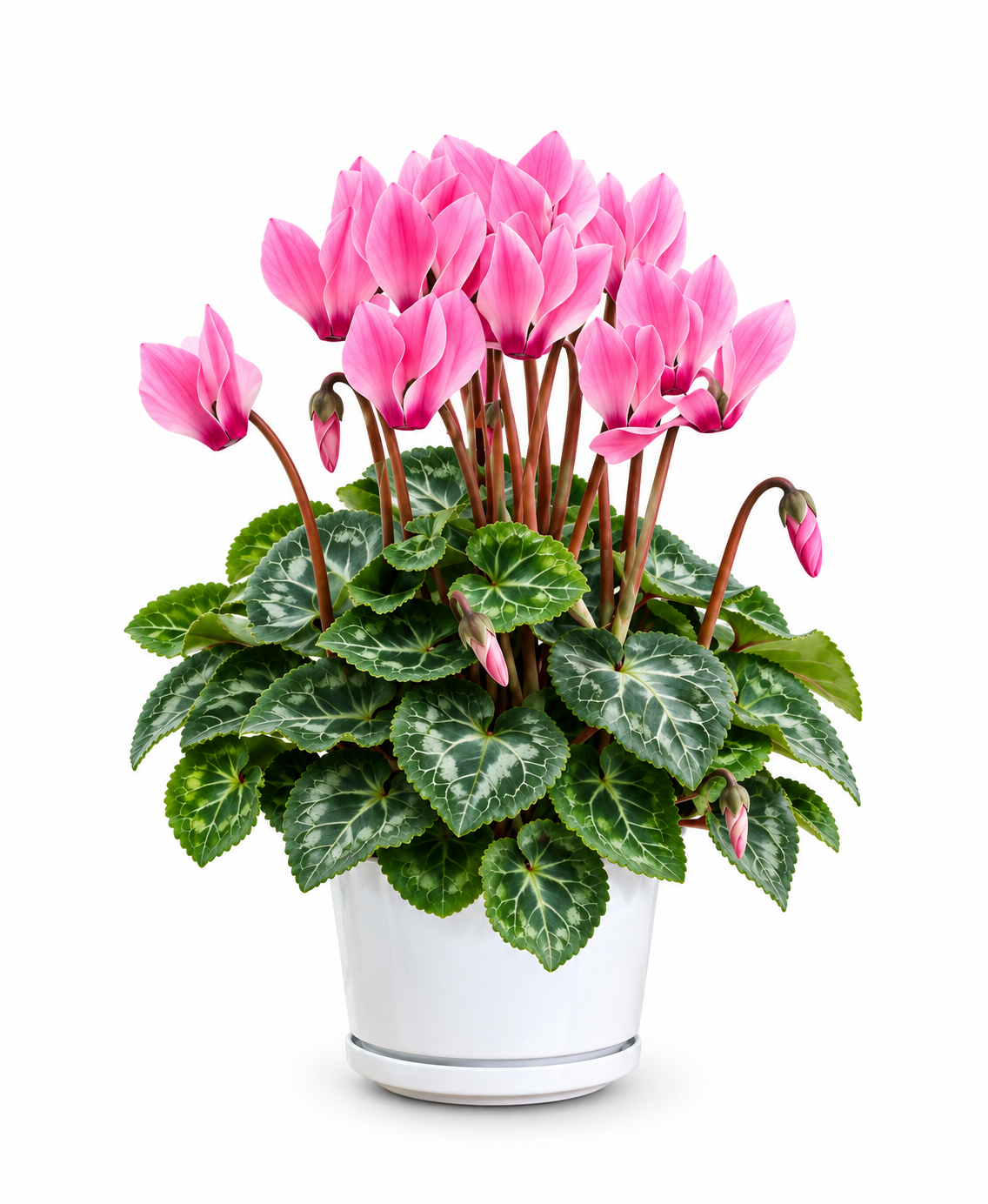Entreprises Marsolais Assorted Cyclamen