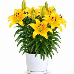 Easter Lily (Yellow)