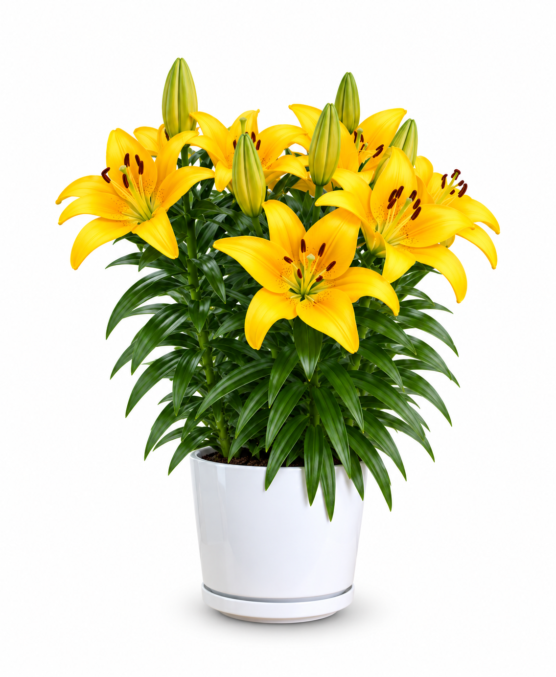 Easter Lily (Yellow)