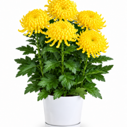 Chrysanthemum (Yellow)