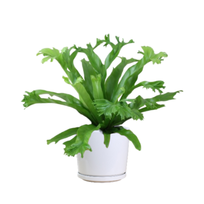 Fishtail Fern - Image 3