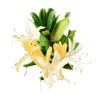 Japanese Honeysuckle - Image 3