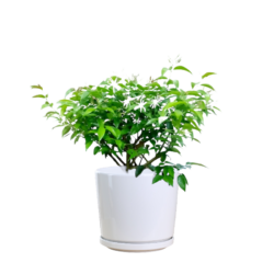 Star Jasmine
