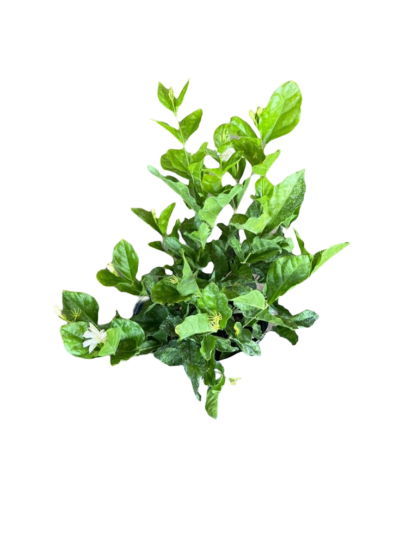 Jasmine - Image 2