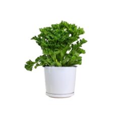 Fishtail Fern