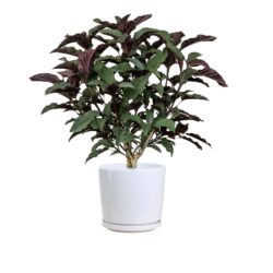 Clerodendrum Quadriloculare