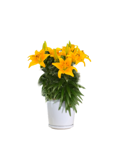 Easter Lily (Yellow) - Thai Garden Design