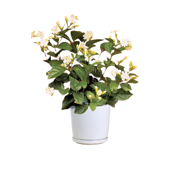 Jasmine - Thai Garden Design