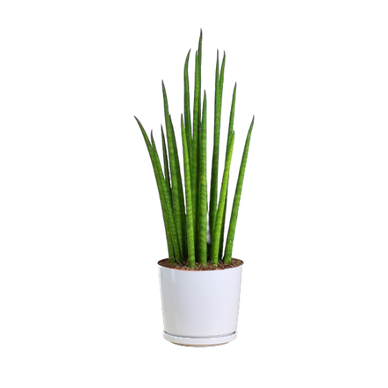 Sansevieria 'Velvet Touch' - Thai Garden Design