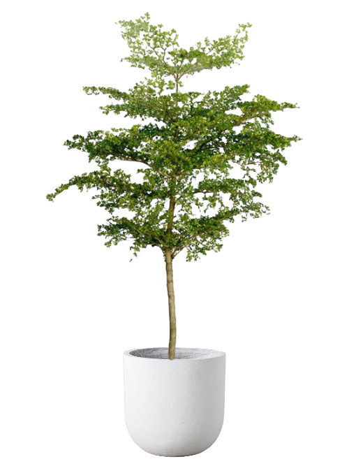 pinus mugo march bonsai Mugo Pine Bonsai Tree – Lovehopegrow main image 0