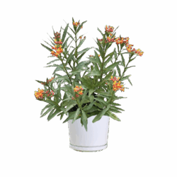 Tropical Milkweed