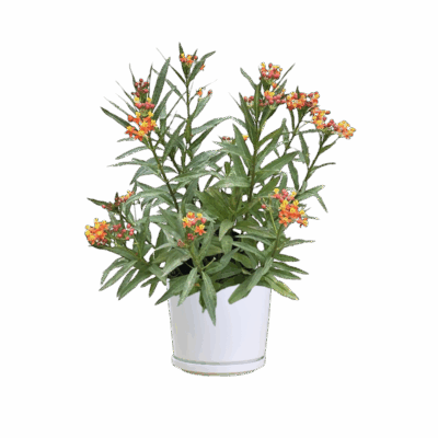 Tropical Milkweed