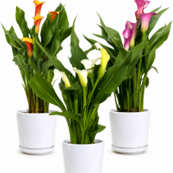 Calla Lily (Assorted Colors)
